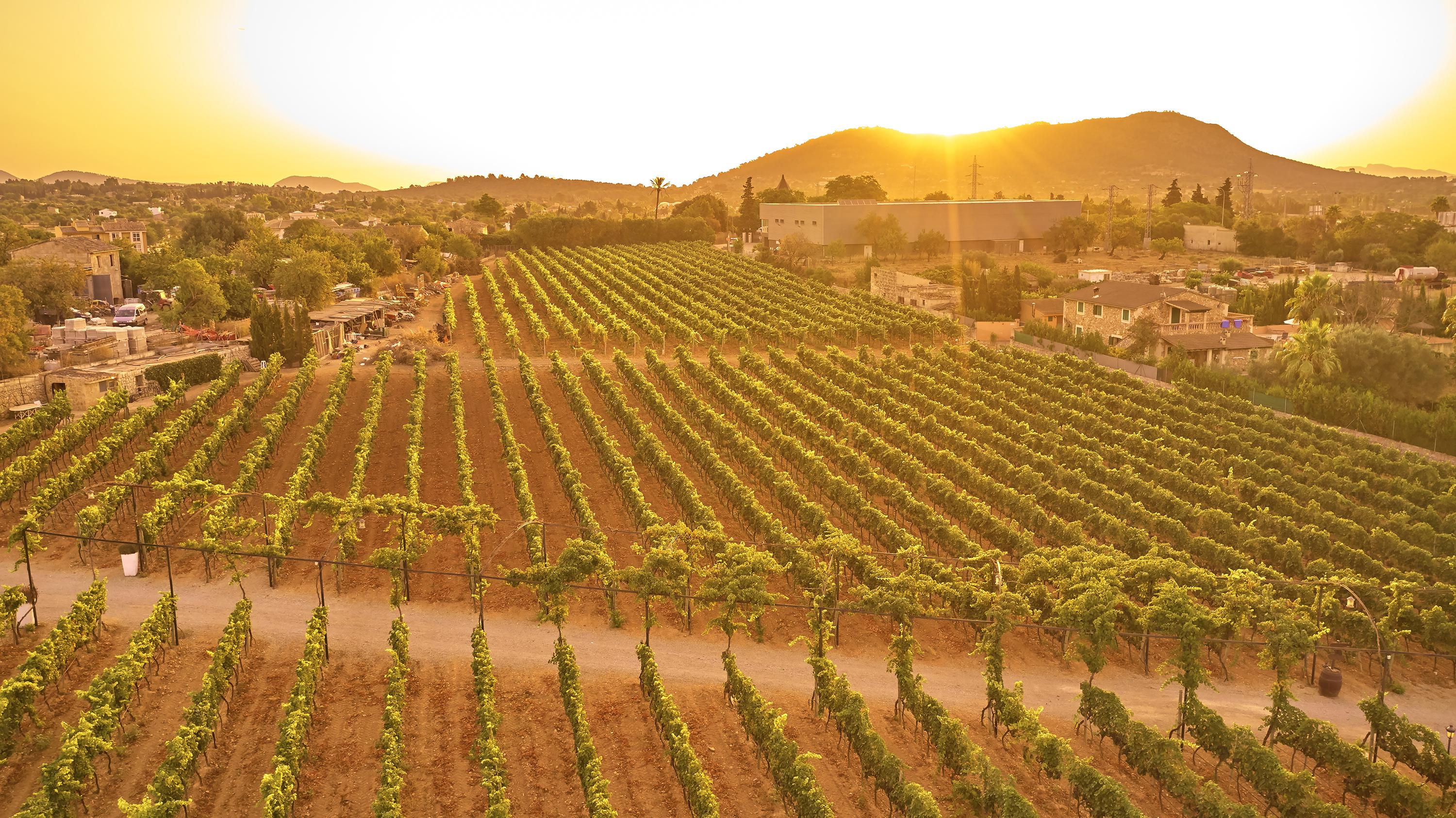 Sa Vinya Des Convent Agroturismo Inca (Mallorca)
